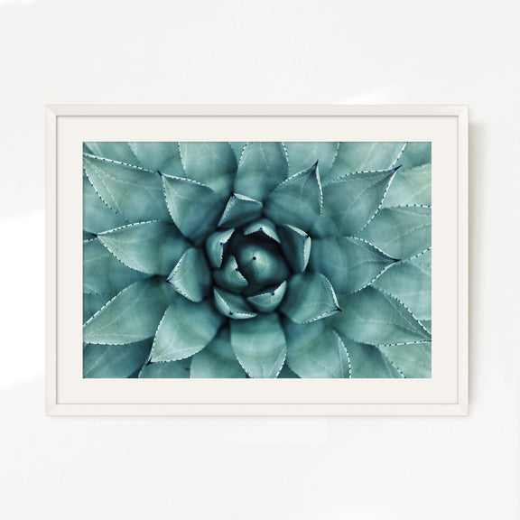 succulent prints for wall Succulent Wall Art