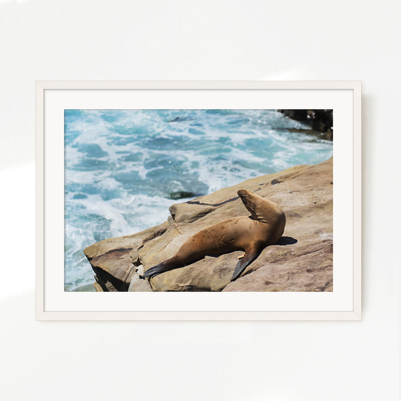 Sea Lion Sunbathing California Photography - Sage and Rose Prints