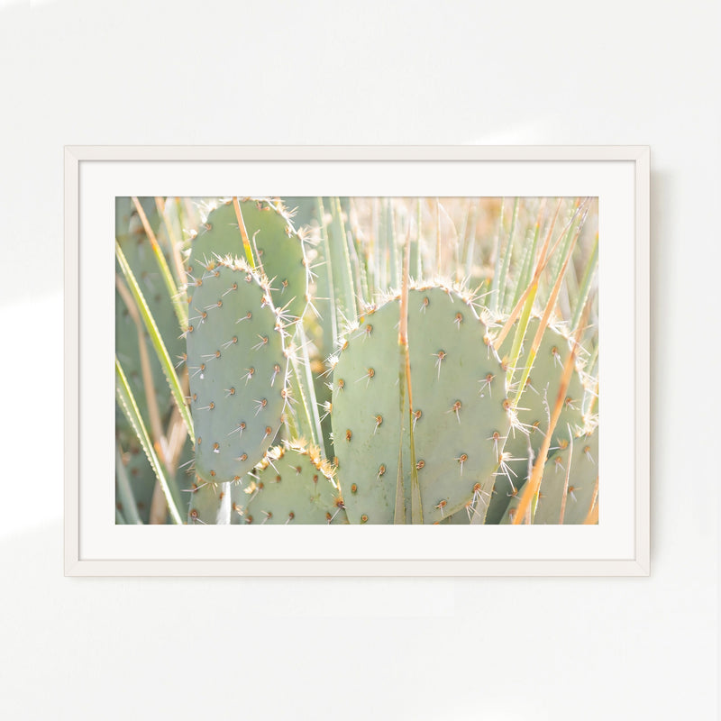 Prickly Pear Cactus Desert Photography No1 - Sage and Rose Prints