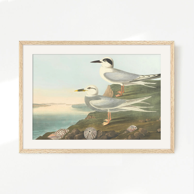 Seagull Artwork - Sage and Rose Prints