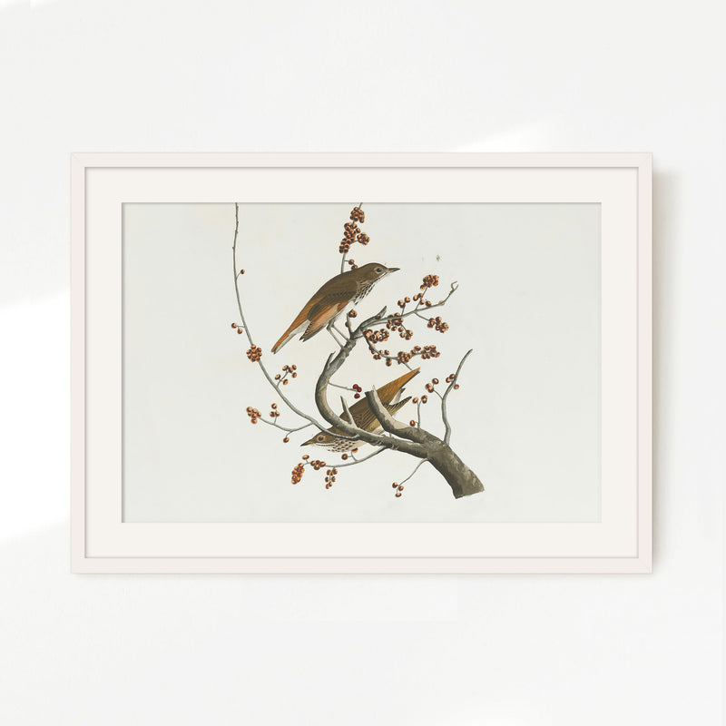 Naturalist Bird Print No2 - Sage and Rose Prints