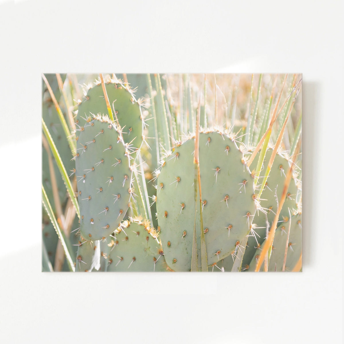 Prickly Pear Cactus Desert Photography No1 - Sage and Rose Prints