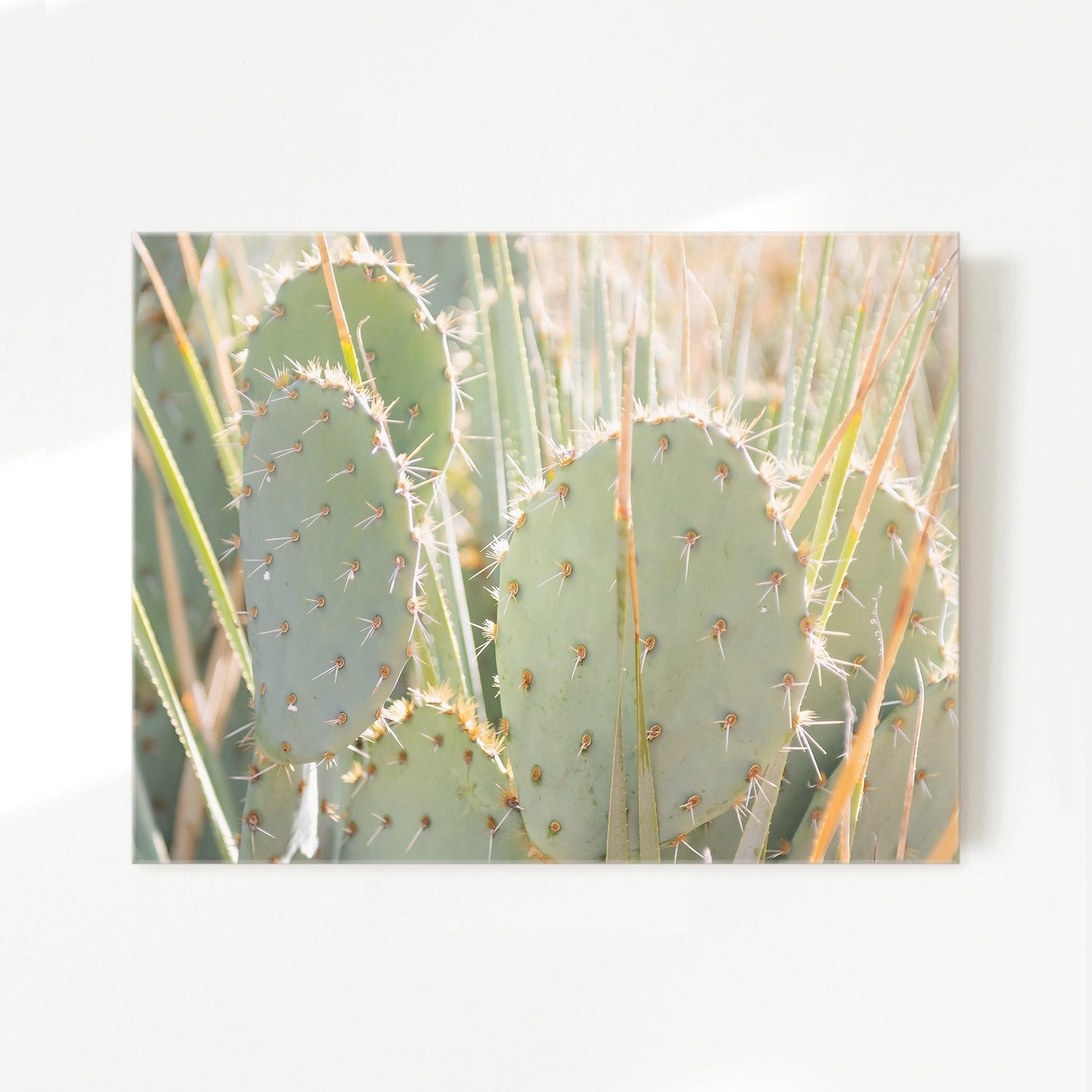 Prickly Pear Cactus Desert Photography No1 - Sage and Rose Prints