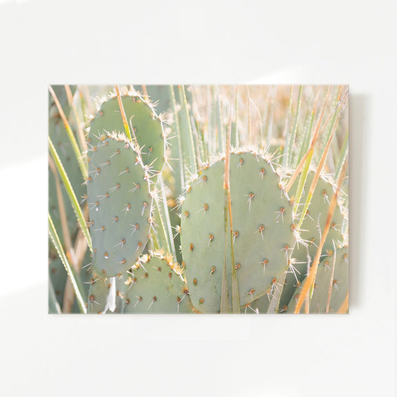 Prickly Pear Cactus Desert Photography No1 - Sage and Rose Prints