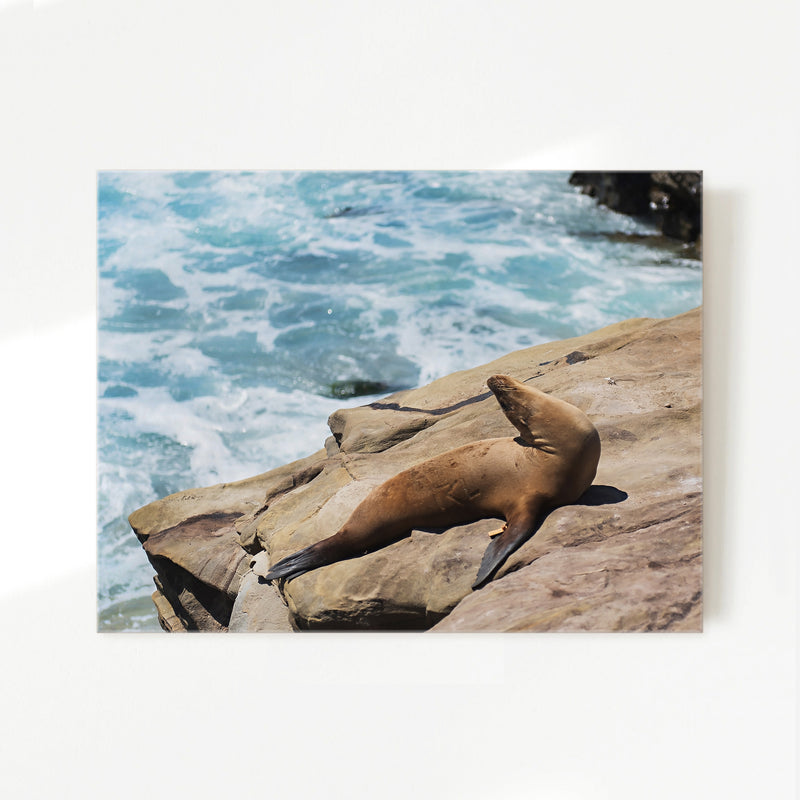 Sea Lion Sunbathing California Photography - Sage and Rose Prints