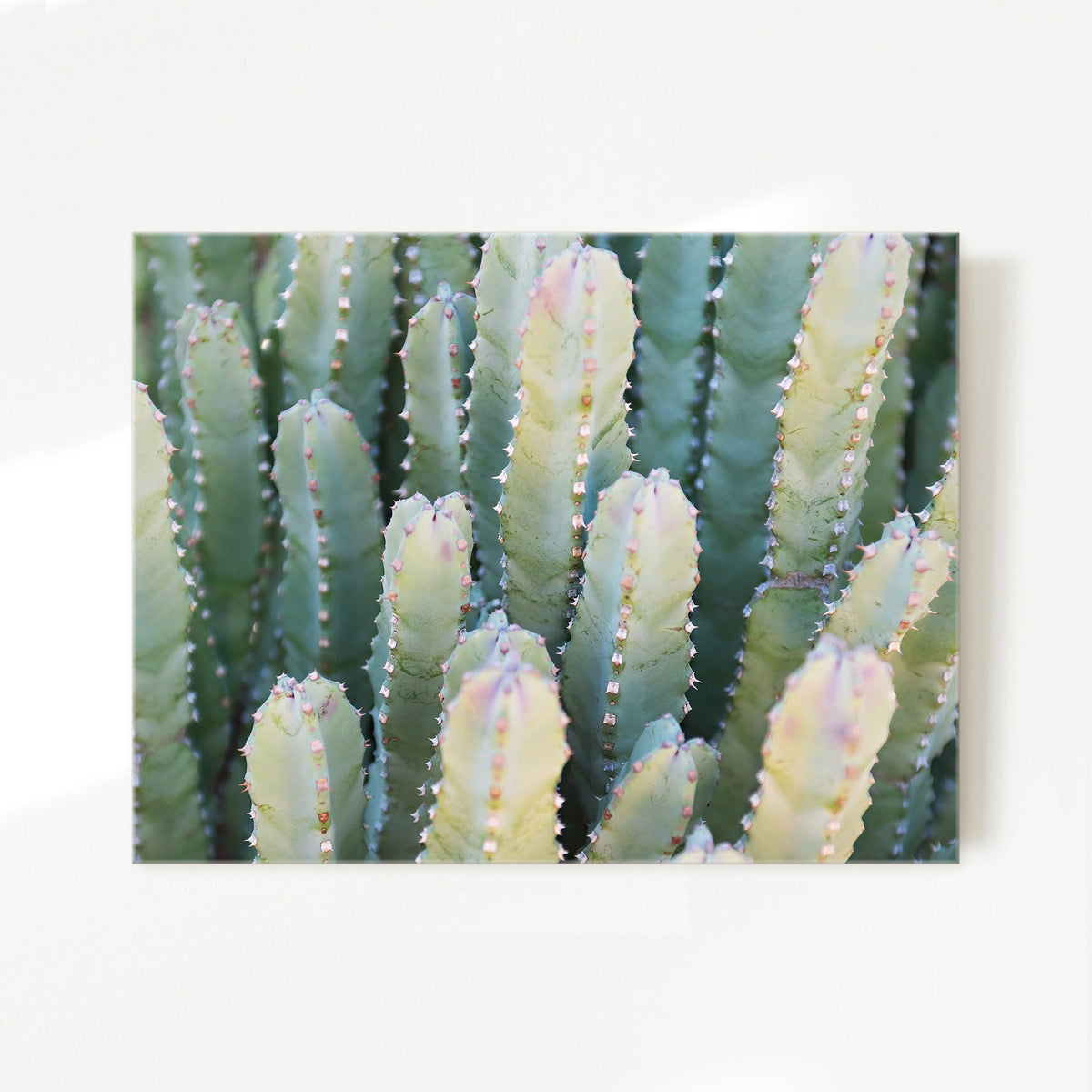 Moroccan Mound Cactus Geometric Photo No1 - Sage and Rose Prints