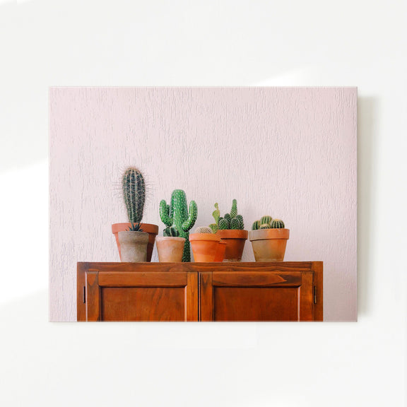Potted Succulents and Cactus Photo - Sage and Rose Prints