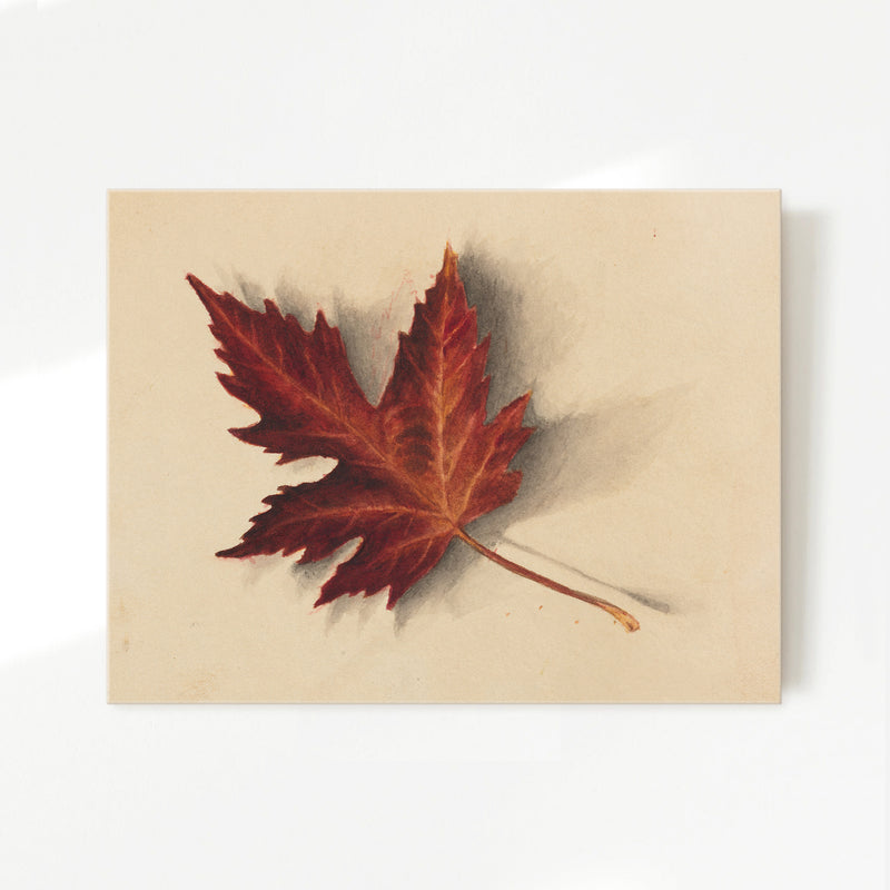 Leaf Drawing in Shades of Red No2 - Sage and Rose Prints
