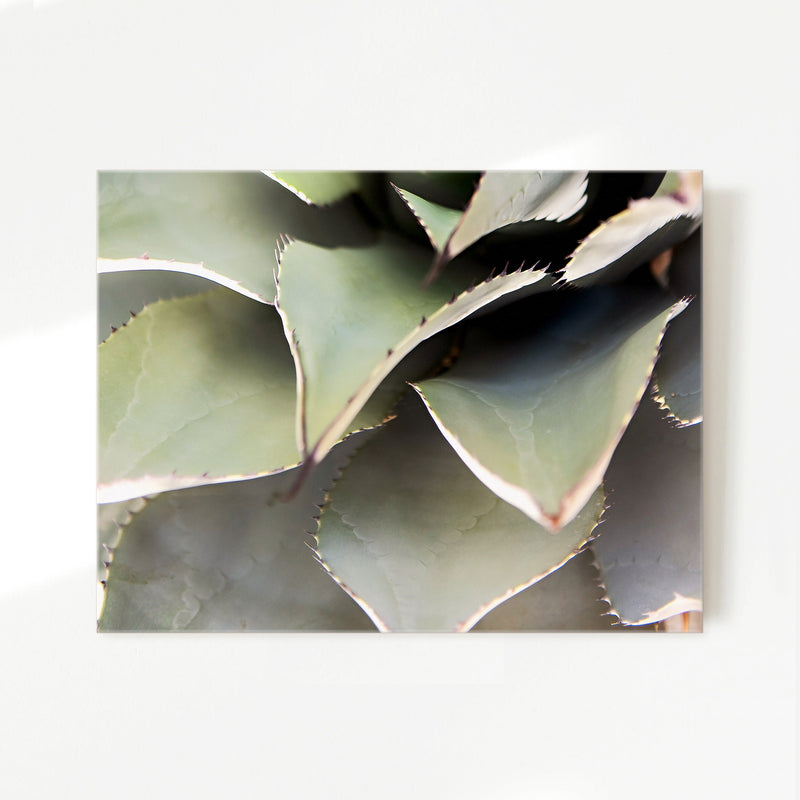 Agave Cactus Geometric Desert Photo Print No1 - Sage and Rose Prints