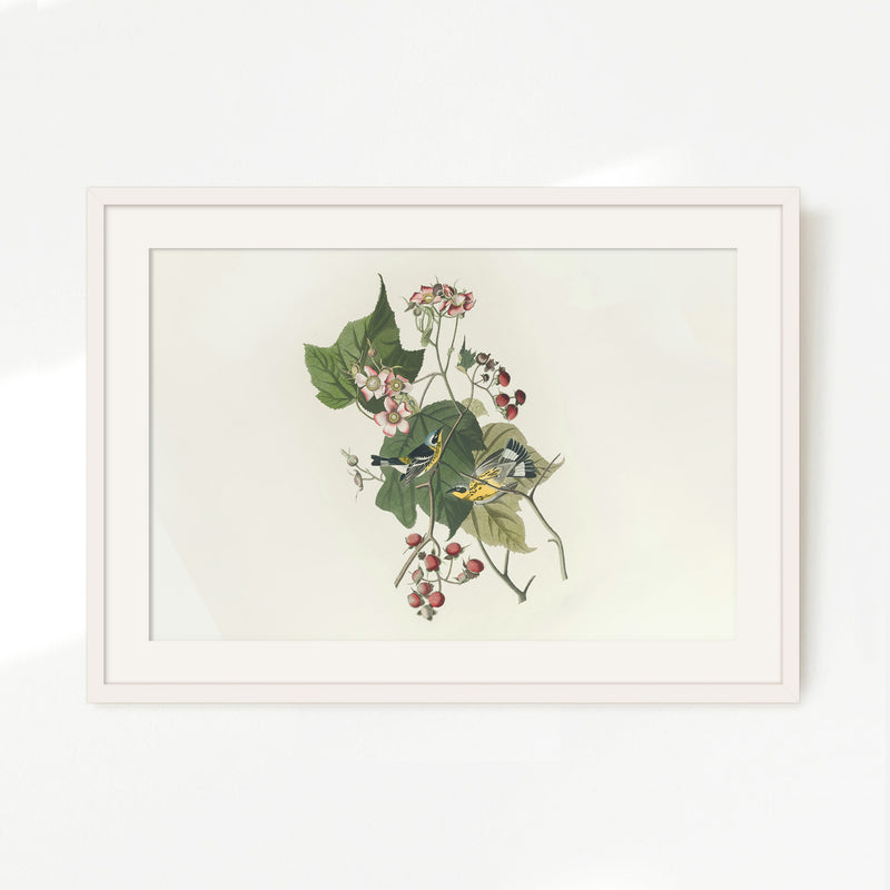 Black and Yellow Warbler Print 2 - Sage and Rose Prints