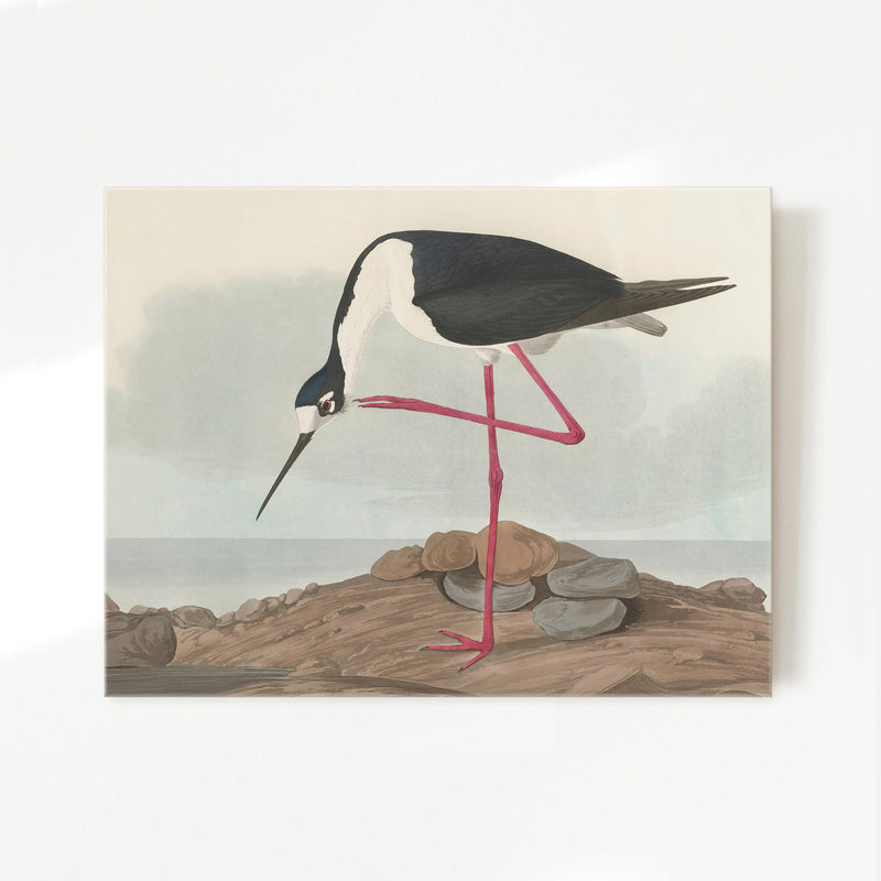 Black Necked Stilt Drawing - Sage and Rose Prints