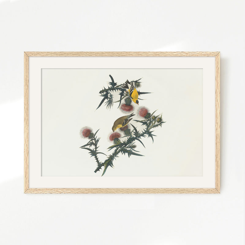 Yellow Bird Artwork 2 - Sage and Rose Prints