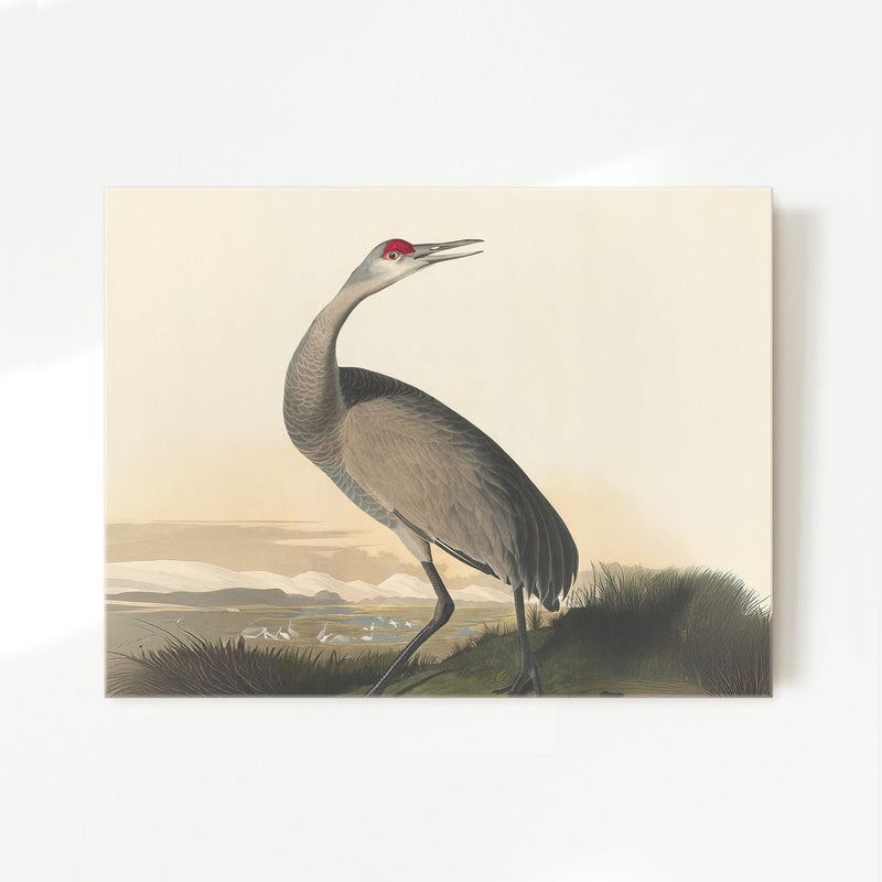 Hooping Crane Print 2 - Sage and Rose Prints