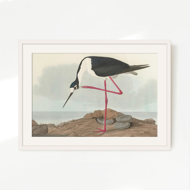 Black Necked Stilt Drawing - Sage and Rose Prints