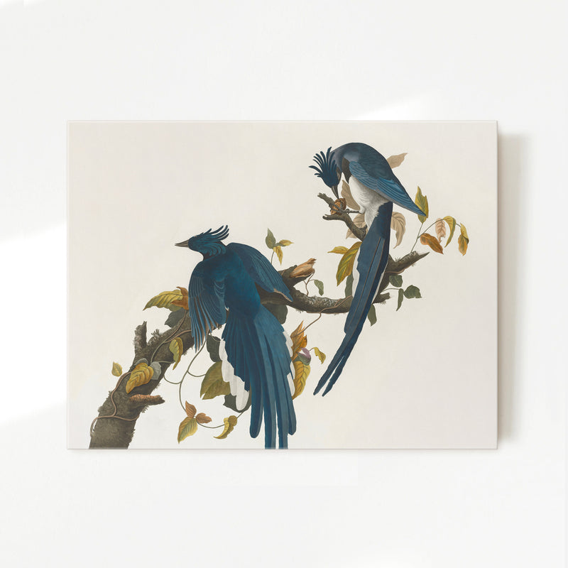 Jay Bird Artwork 2 - Sage and Rose Prints