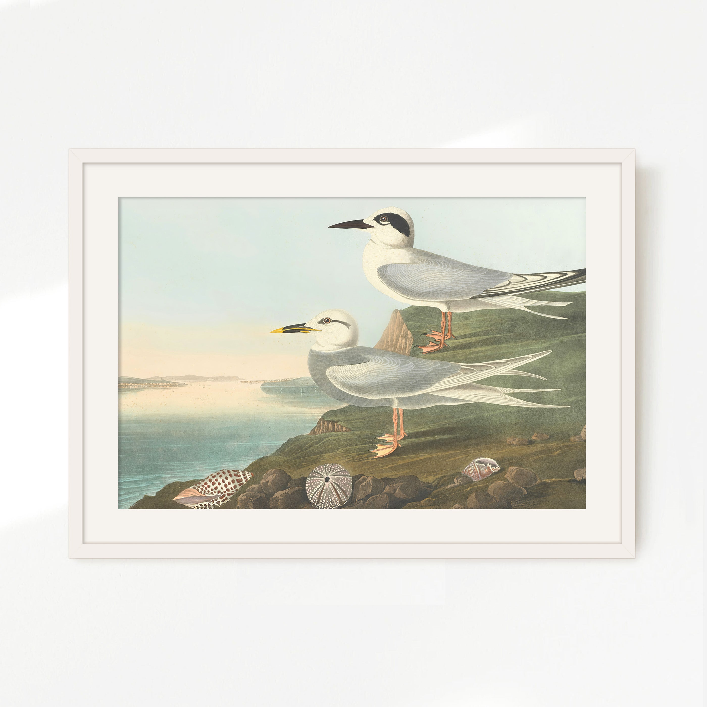 Seagull Artwork - Sage and Rose Prints