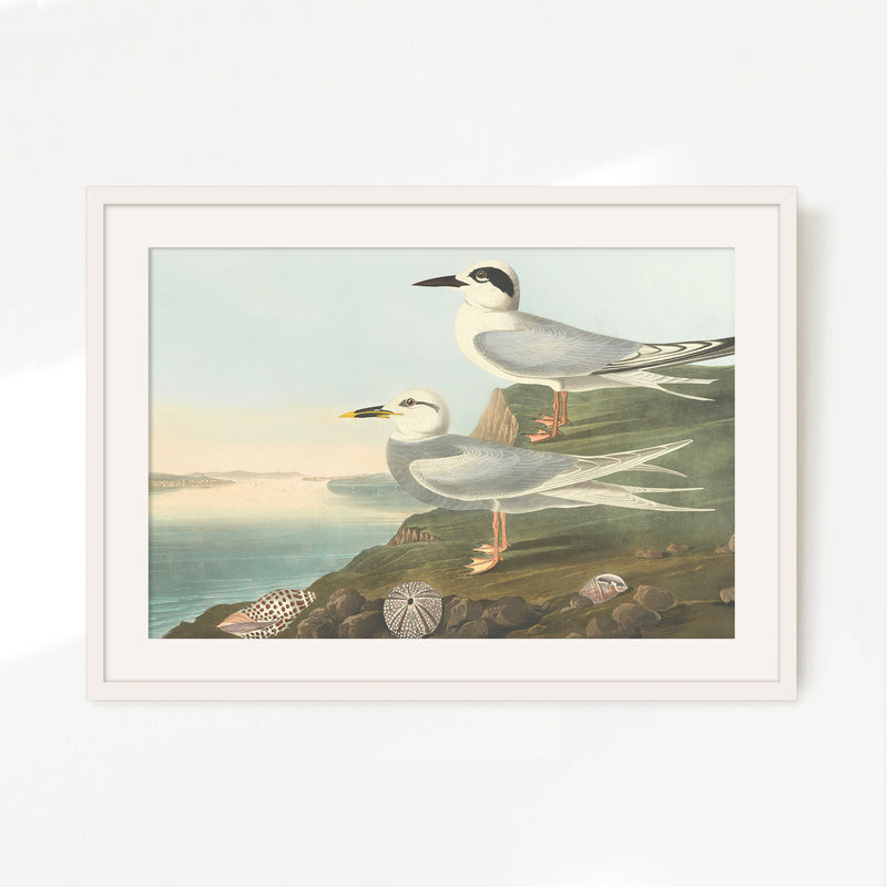 Seagull Artwork - Sage and Rose Prints