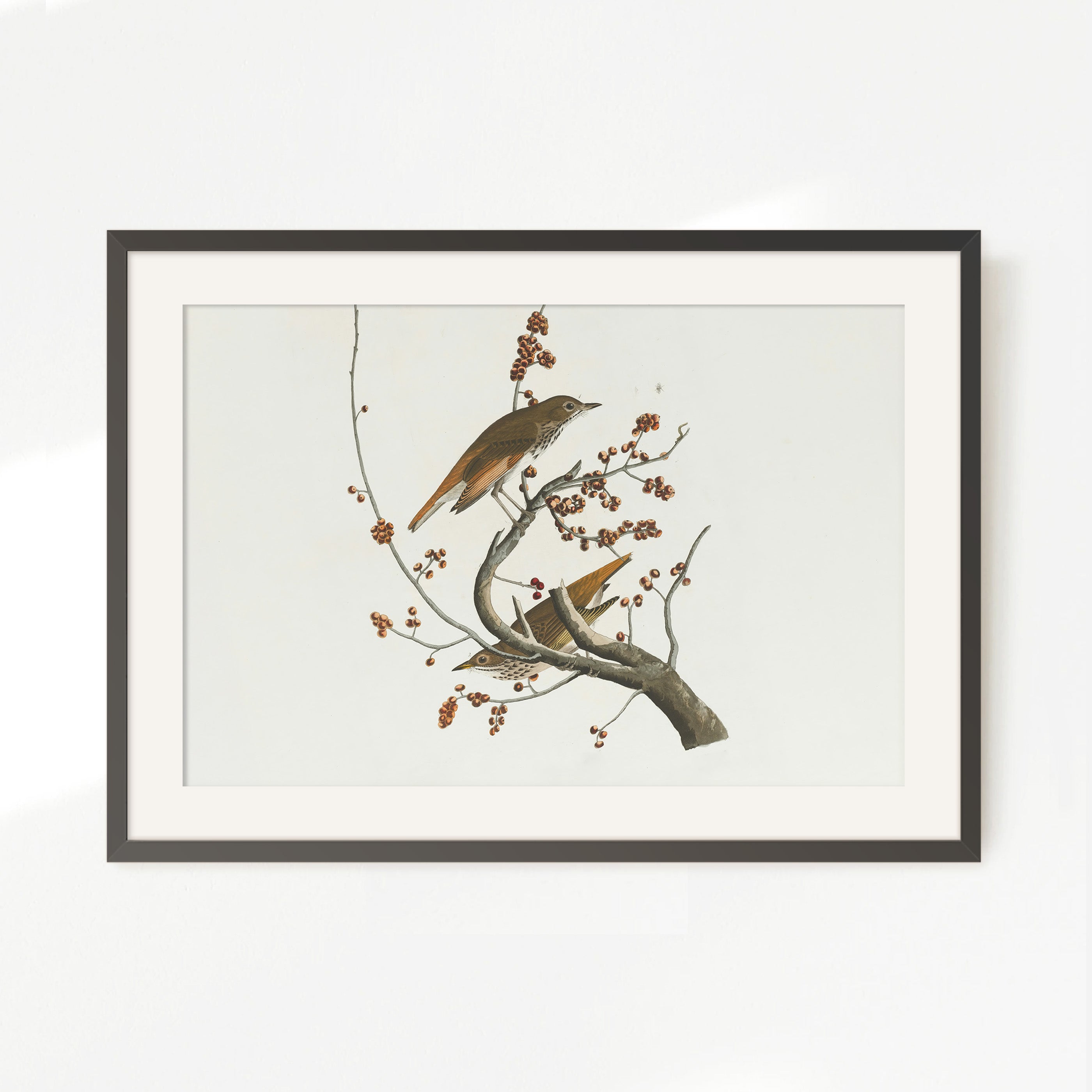 Naturalist Bird Print No2 - Sage and Rose Prints