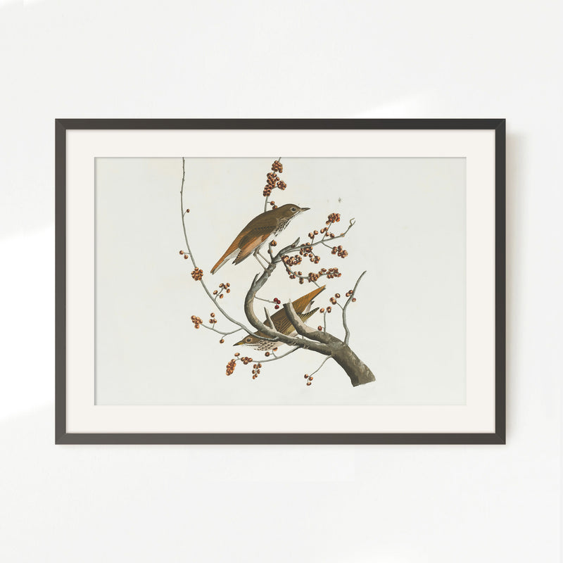 Naturalist Bird Print No2 - Sage and Rose Prints