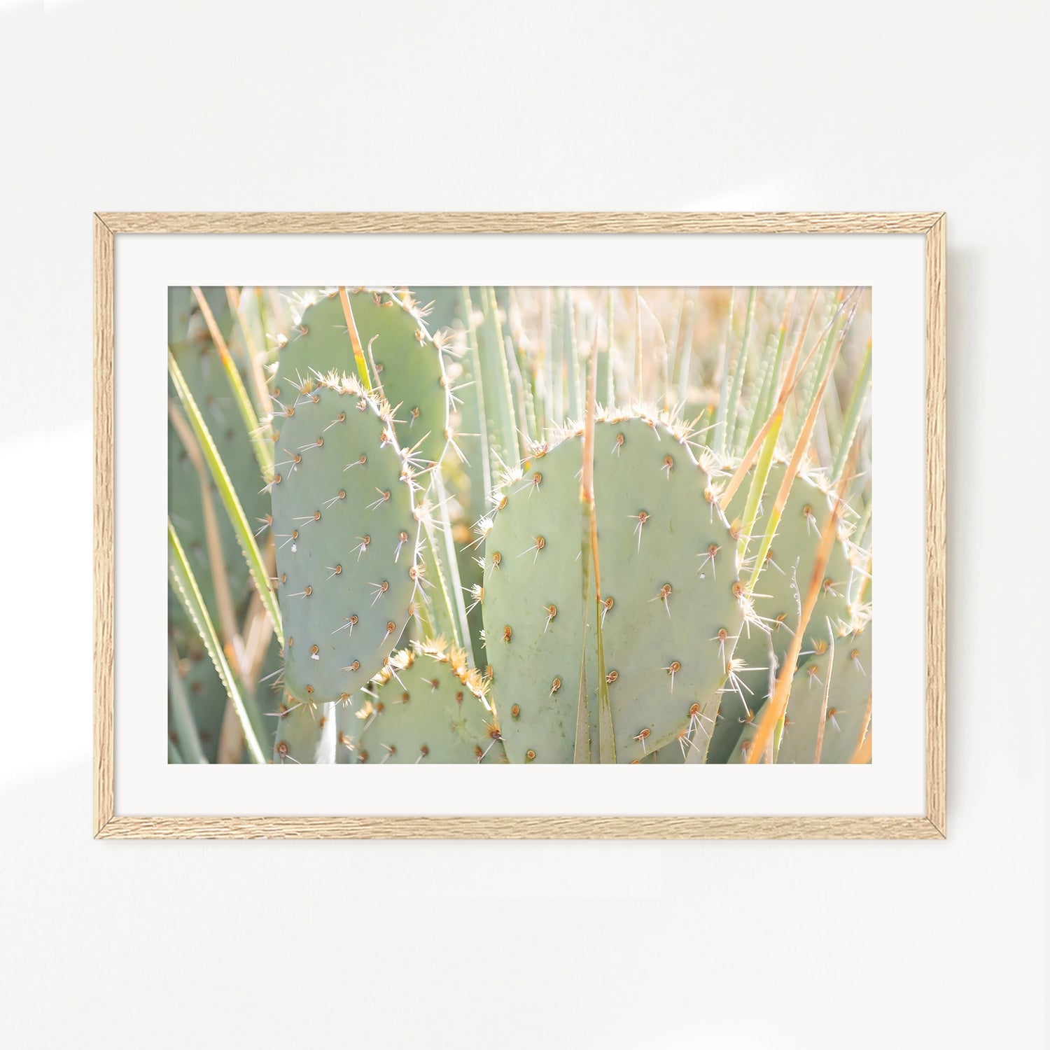 Prickly Pear Cactus Desert Photography No1 - Sage and Rose Prints