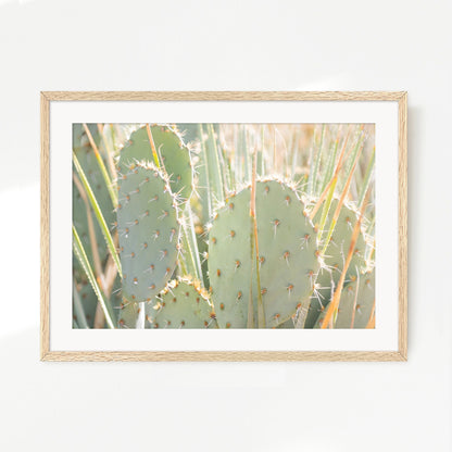 Prickly Pear Cactus Desert Photography No1 - Sage and Rose Prints