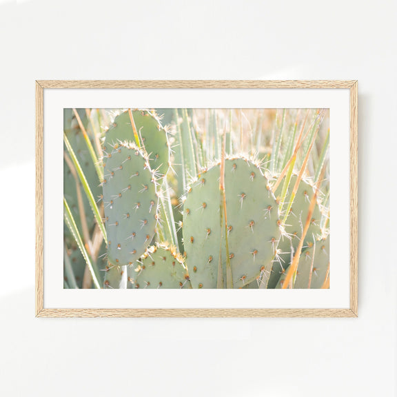 Prickly Pear Cactus Desert Photography No1 - Sage and Rose Prints
