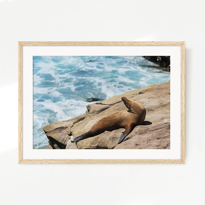 Sea Lion Sunbathing California Photography - Sage and Rose Prints