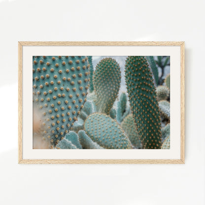 Prickly Pear Geometric Cactus Photo - Sage and Rose Prints