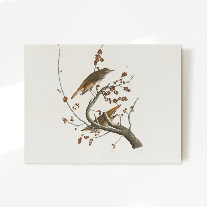 Naturalist Bird Print No2 - Sage and Rose Prints