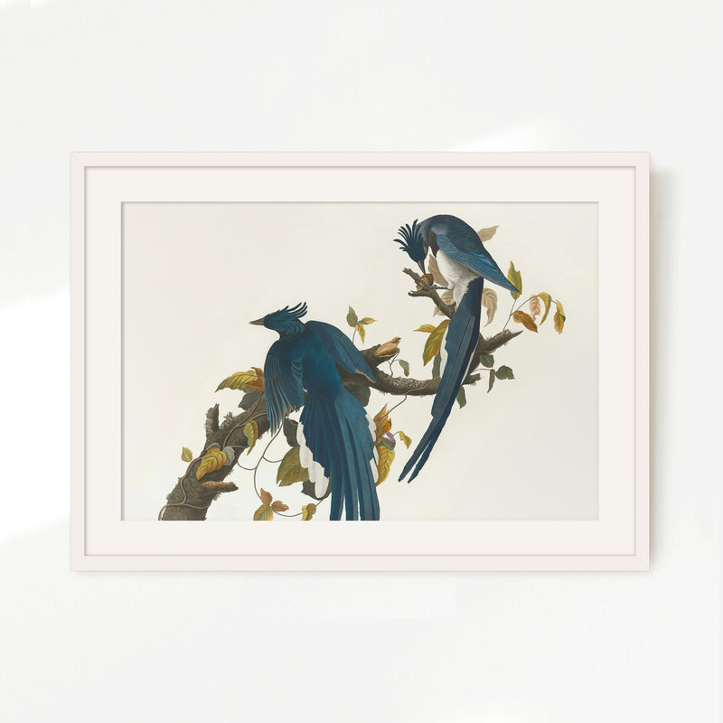 Jay Bird Artwork 2 - Sage and Rose Prints