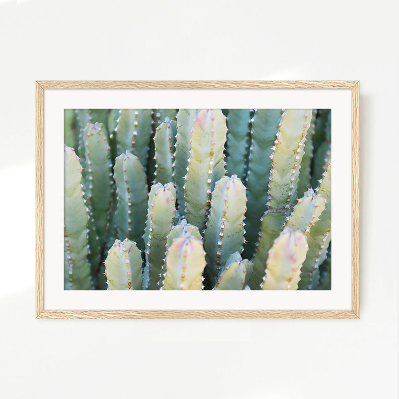 Moroccan Mound Cactus Geometric Photo No1 - Sage and Rose Prints