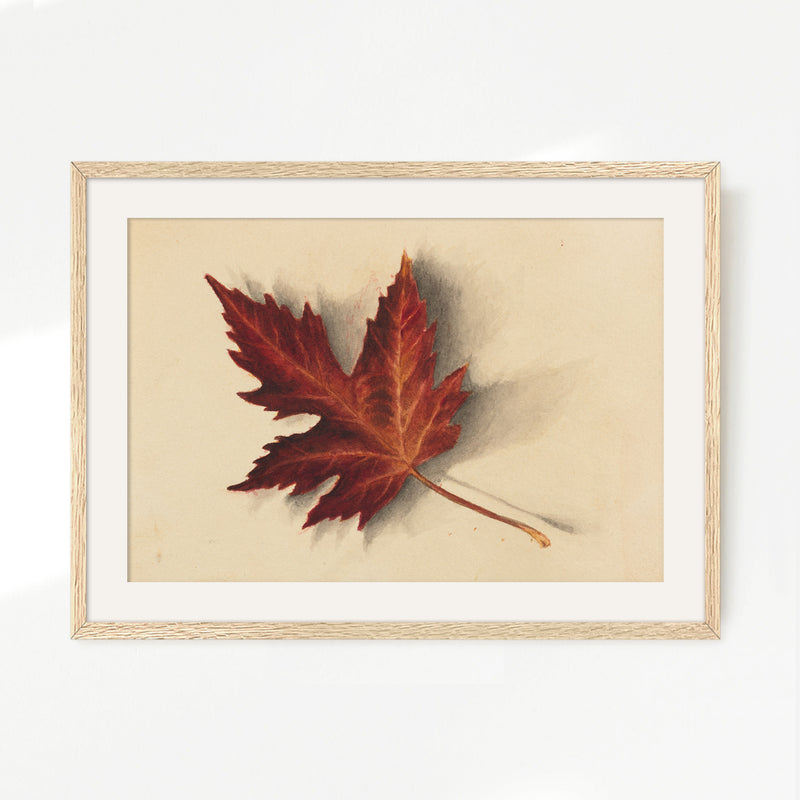 Leaf Drawing in Shades of Red No2 - Sage and Rose Prints