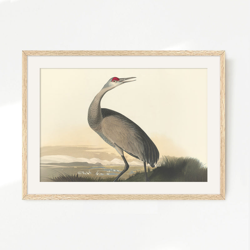 Hooping Crane Print 2 - Sage and Rose Prints