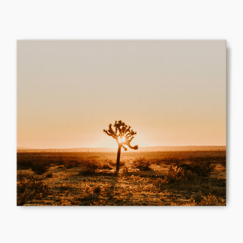 Desert Rising Lone Cactus Photo - Sage and Rose Prints