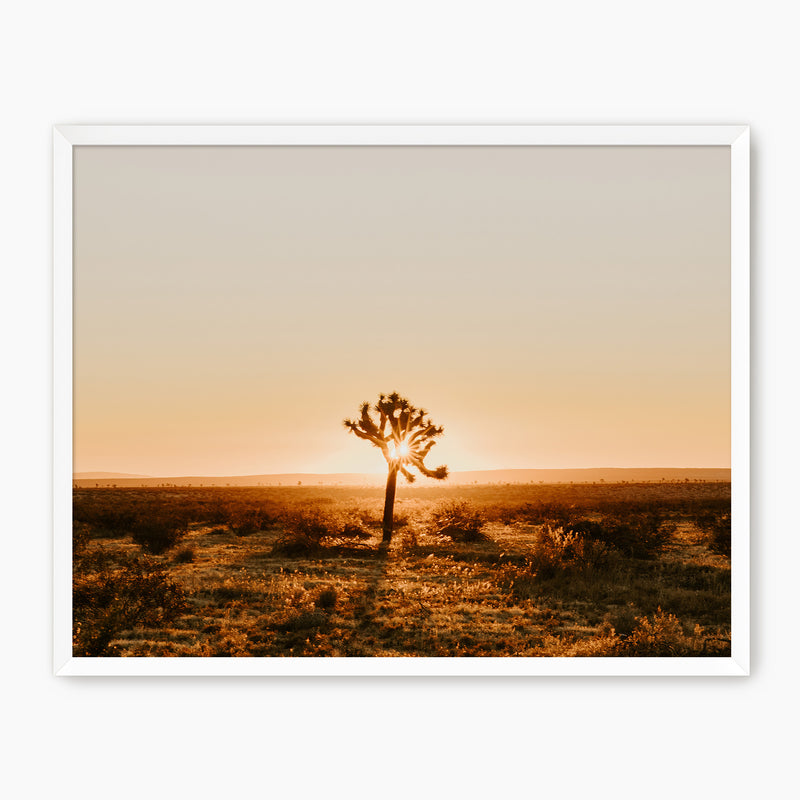 Desert Rising Lone Cactus Photo - Sage and Rose Prints