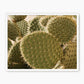 Spiked In the Sunlight Cactus Photo - Sage and Rose Prints