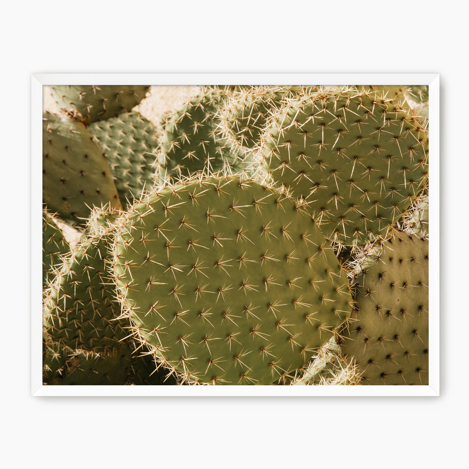 Spiked In the Sunlight Cactus Photo - Sage and Rose Prints