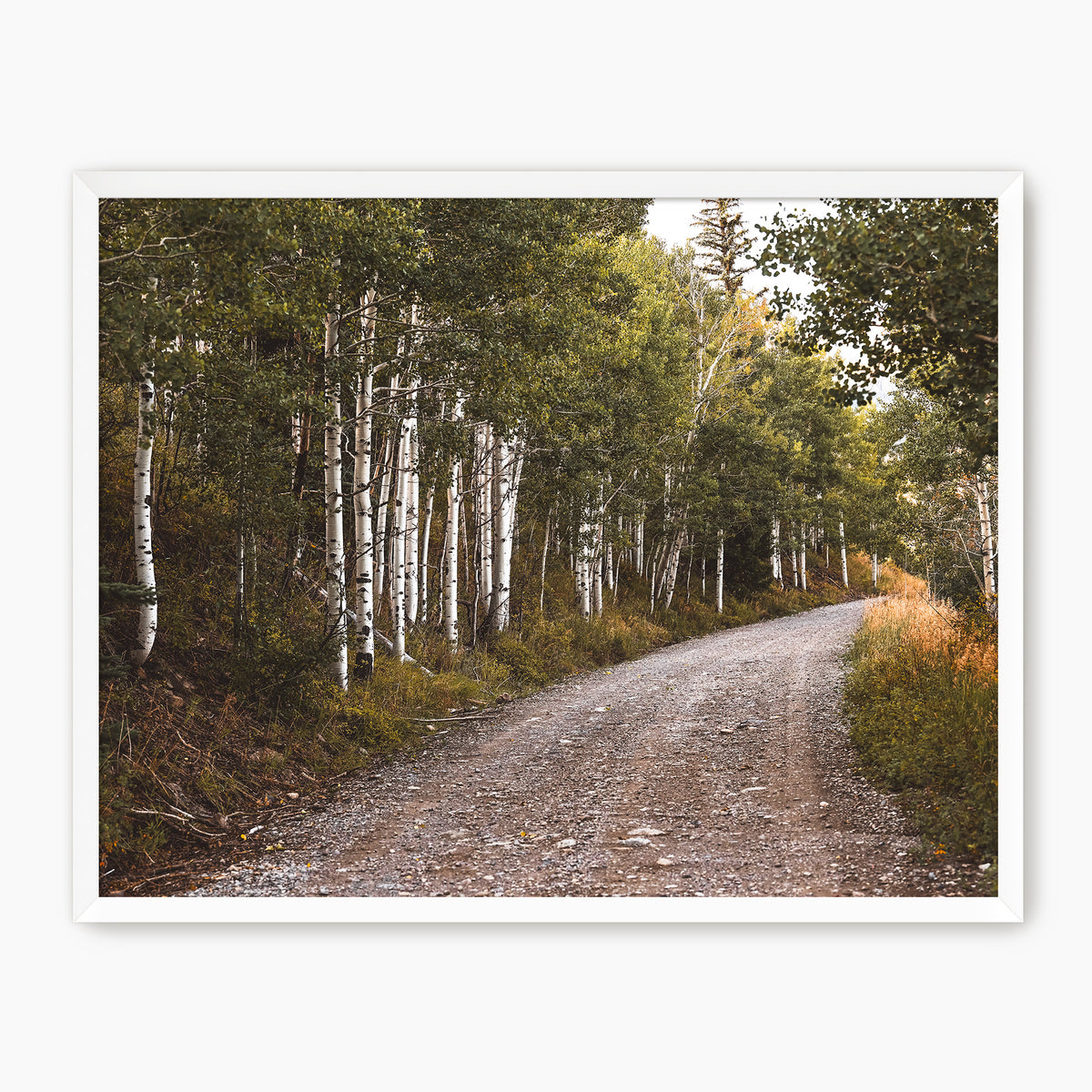 Path through the Woods Nature Photography