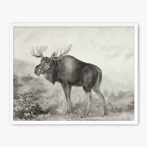 41- Historic Rustic Moose Sketch - Sage and Rose Prints