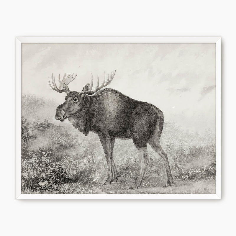 41- Historic Rustic Moose Sketch - Sage and Rose Prints