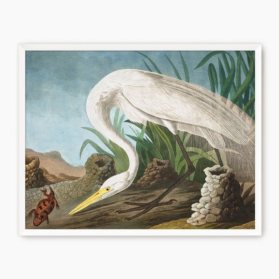 White Heron - Audubon Print - Sage and Rose Prints
