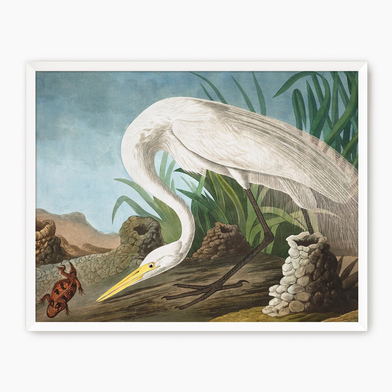 White Heron - Audubon Print - Sage and Rose Prints
