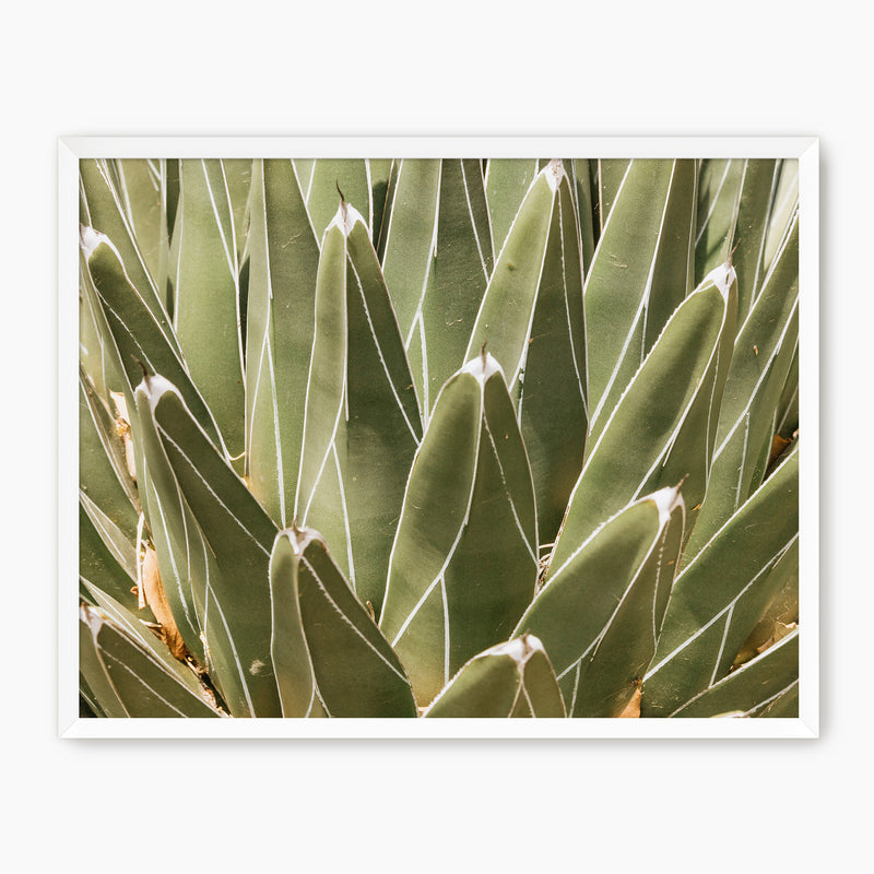 Nature's Armor Cactus Photo - Sage and Rose Prints