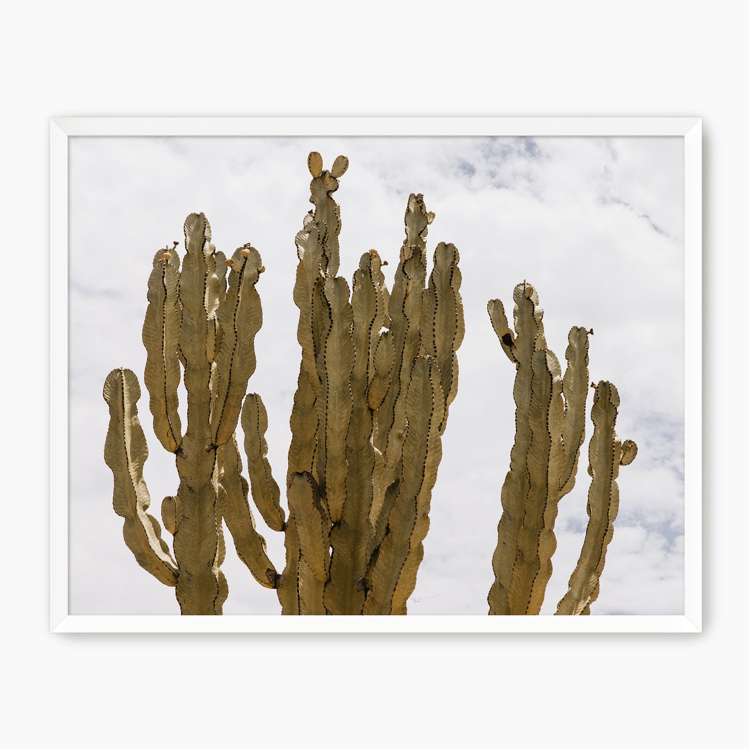 San Diego Cactus Photo - Sage and Rose Prints