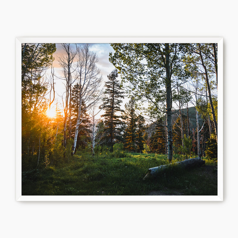 Rays Through the Forest Photography - Sage and Rose Prints