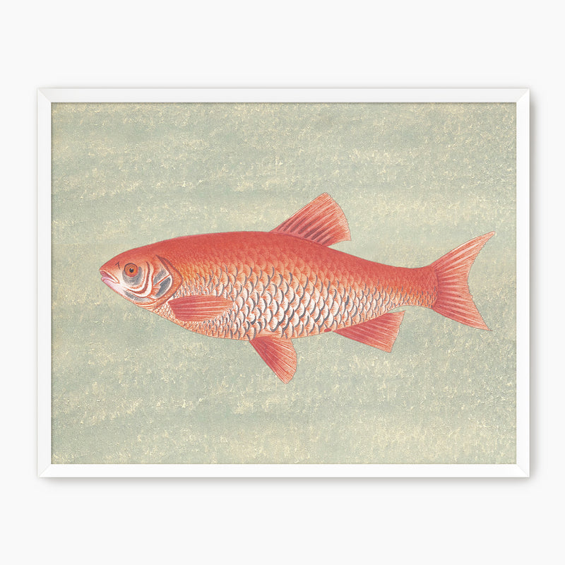 Burnt Orange and Green Vintage Fish Print - Sage and Rose Prints