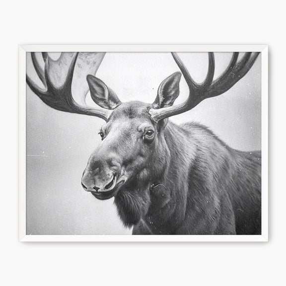 AK-17 Black and White Vintage Moose Photograph - Sage and Rose Prints