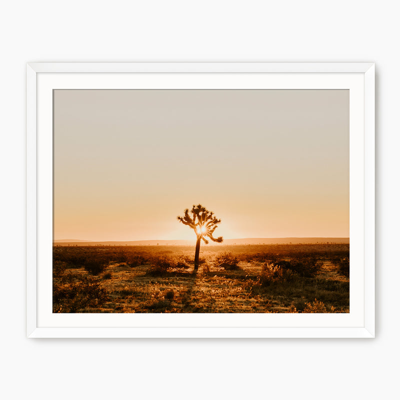Desert Rising Lone Cactus Photo - Sage and Rose Prints