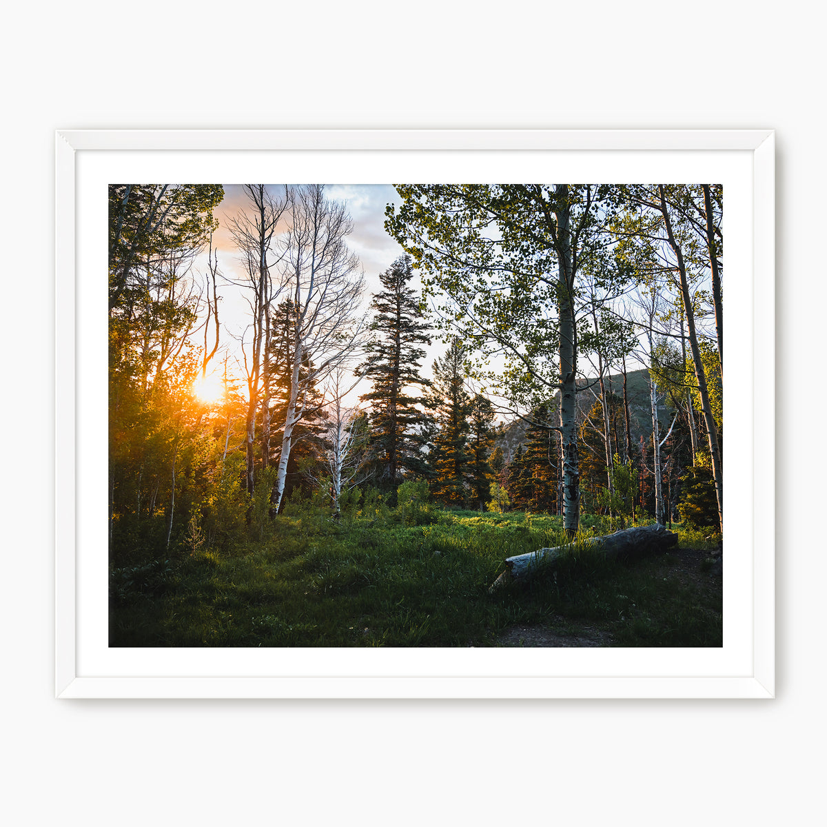 Rays Through the Forest Photography