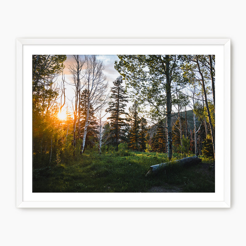 Rays Through the Forest Photography - Sage and Rose Prints